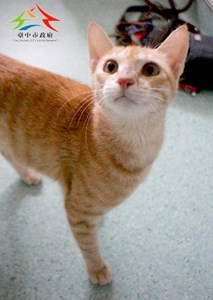 11508076004認養-91