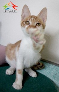 11508206011認養