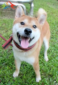 11508176001認養-994