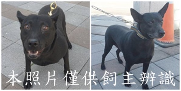 11509086006-7狗