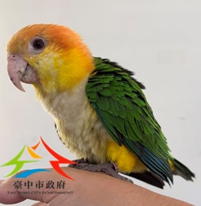 11509178018 認養公告