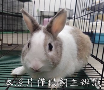 11510058001兔子