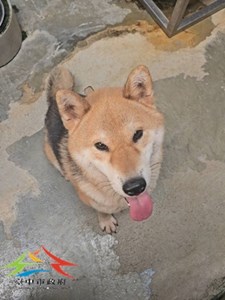 11508120005開 (1)