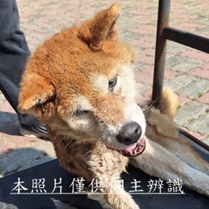 11510150009收37-4
