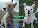 This Westie arrived at the shelter around the end of May; its white fur has regrown and it has been adopted.