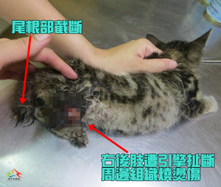 Figure 2: Zi-zi had just to Animal House. Tail was truncated and rear leg was ripped by engine. Surrounding tissue was scald.