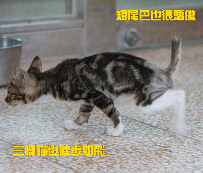 Figure 3: After one month of treatment. Triangle cat's pace was brisk and short tail was so proud.