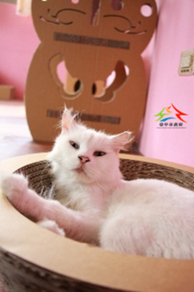 Cat Boss and Hu-lu-lu kitty bed