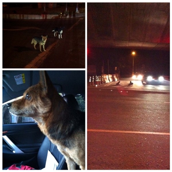 There are many stray dogs gathered in the evening next to the interchange.