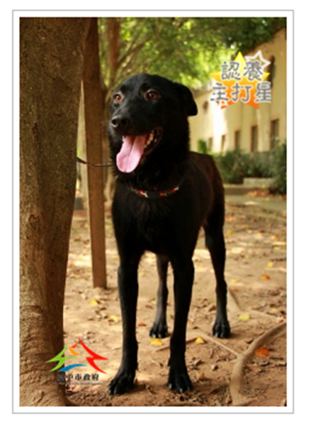The dog of Taichung animal shelter. 