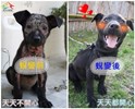 Taichung City animal shelter notes-Have patience when treating skin diseases: Love is caring, and not giving up 