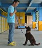 The coach teaches the dog  - to look at the owner