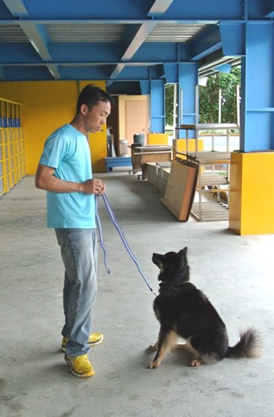The coach teaches the dog  - to listen to the owner.