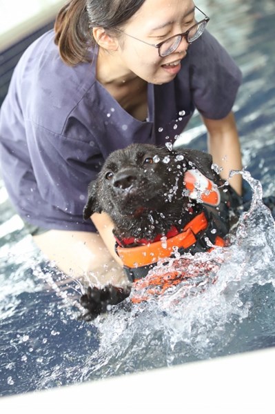 Taichung City Animal Shelter's Dogs learn to swim - love to play in water