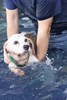 Taichung City Animal Shelter's Dogs Learn to Swim - That's right! ~ standard dog crawling paddling