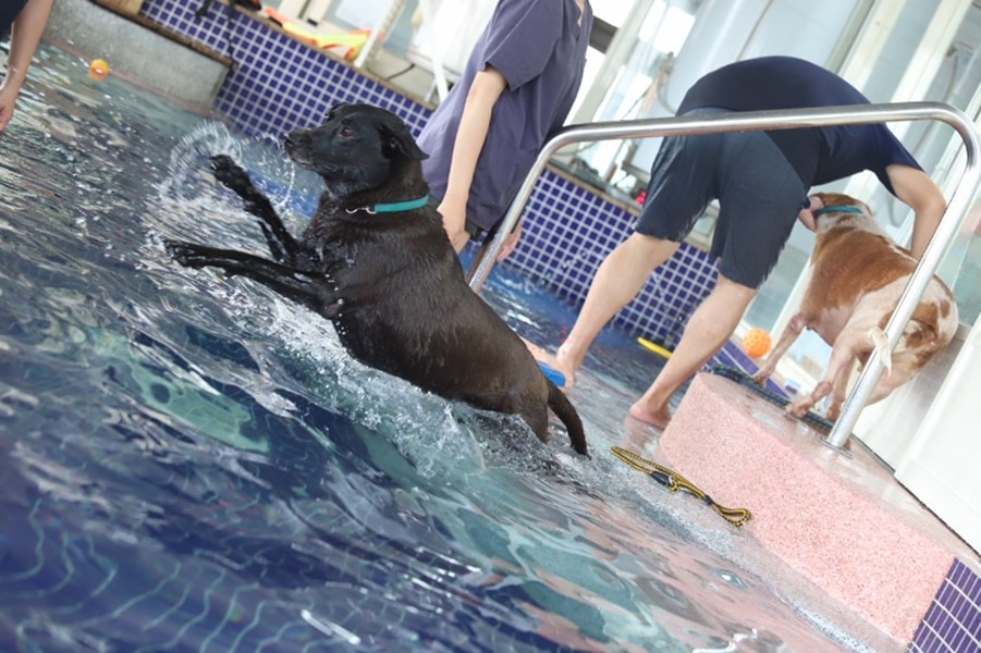 Taichung City Animal Shelter's Dogs Learn to Swim - Call me first place~