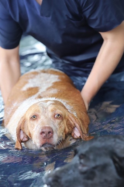 Taichung City Animal Shelter's Dogs Learn to Swim - Come on!