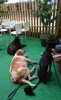 Taichung City Animal Shelter's Dogs Learn to Swim - take a break ~ want to eat? No...