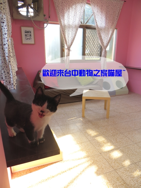 Hello! Hello everyone, welcome to Taichung City Animal Shelter Cat House.