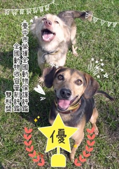 The animal-friendly city lives up to its name: Taichung receives high honors in 2018 national animal protection and shelter management service assessments!